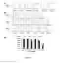 Fig. 05 - Method for preparing mesenchymal stem cell-like cells and cardiomyocyte-like cells