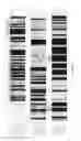 Fig. 12 - Synthesis of long-chain polyunsaturated fatty acids by recombinant cell