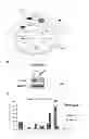 Fig. 06 - 2-hydroxyglutarate as a biomarker for chronic hypoxia