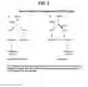 Fig. 04 - Endoglin antibodies