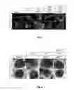 Fig. 02 - PREDICTING RESPONSE TO EGFR INHIBITORS