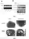 Fig. 03 - PREDICTING RESPONSE TO EGFR INHIBITORS