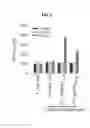 Fig. 08 - Immunogenic tumor associated stromal cell antigen peptides and methods of their use