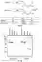 Fig. 15 - Serine protease molecules and therapies