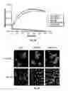Fig. 17 - Serine protease molecules and therapies