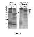 Fig. 08 - Polypeptides having antiviral activity and methods for use thereof