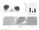 Fig. 04 - Signatures and determinants associated with prostate cancer progression and methods of use thereof