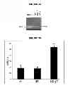 Fig. 04 - Mig-7 as a specific anticancer target