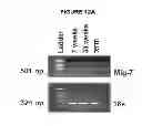 Fig. 23 - Mig-7 as a specific anticancer target