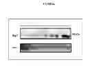 Fig. 25 - Mig-7 as a specific anticancer target