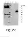 Fig. 34 - Neutralizing antibodies and methods of use thereof