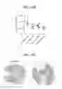 Fig. 16 - ANTI-CXCR4 ANTIBODIES AND METHODS OF USE