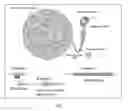 Fig. 02 - Reverse genetics Schmallenberg virus vaccine compositions, and methods of use thereof