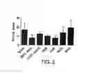 Fig. 04 - Stabilized STAT3 decoy oligonucleotides and uses therefore