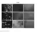 Fig. 07 - POROUS SCAFFOLD FOR TISSUE ENGINEERING AND PREPARATION METHOD THEREOF