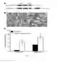Fig. 07 - Recombinant polypeptides for membrane fusion and uses thereof