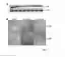 Fig. 09 - Recombinant polypeptides for membrane fusion and uses thereof