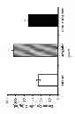 Fig. 07 - Use of pituitary adenylate cyclase-activating polypeptide (PACAP) and PACAP analogs for treating contrast-induced nephropathy