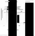 Fig. 03 - Controlled-release peptide compositions and uses thereof