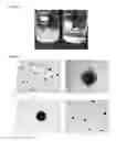 Fig. 02 - Nanoparticulate systems prepared from sorbitan esters