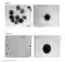 Fig. 04 - Nanoparticulate systems prepared from sorbitan esters