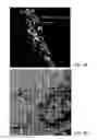 Fig. 03 - Vaccine nanotechnology