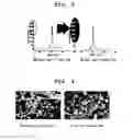 Fig. 04 - Method for purifying bee venom on mass scale