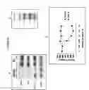 Fig. 32 - Compositions and methods for drug-sensitization or inhibition of a cancer cell