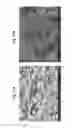 Fig. 22 - METHODS AND ARTICLES FOR LIQUID-IMPREGNATED SURFACES WITH ENHANCED DURABILITY