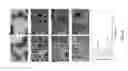 Fig. 03 - GRAFTED POLYMER SURFACES FOR DROPWISE CONDENSATION, AND ASSOCIATED METHODS OF USE AND MANUFACTURE