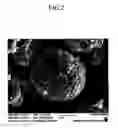 Fig. 03 - POSITIVE ACTIVE MATERIAL, METHOD OF PREPARING THE SAME, AND RECHARGEABLE LITHIUM BATTERY INCLUDING THE SAME