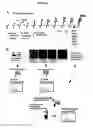 Fig. 09 - ALPHA TOXIN DETECTION OF GPI ANCHORED PROTEINS