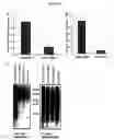 Fig. 10 - ALPHA TOXIN DETECTION OF GPI ANCHORED PROTEINS