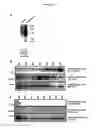 Fig. 14 - ALPHA TOXIN DETECTION OF GPI ANCHORED PROTEINS