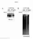 Fig. 85 - ALPHA TOXIN DETECTION OF GPI ANCHORED PROTEINS