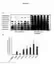 Fig. 86 - ALPHA TOXIN DETECTION OF GPI ANCHORED PROTEINS