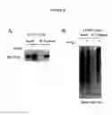 Fig. 87 - ALPHA TOXIN DETECTION OF GPI ANCHORED PROTEINS