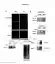 Fig. 88 - ALPHA TOXIN DETECTION OF GPI ANCHORED PROTEINS