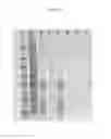 Fig. 09 - THERMOSTABLE ASSAY REAGENTS