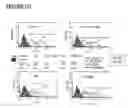 Fig. 197 - Microcarriers for stem cell culture