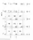 Fig. 23 - User authentication based on reshuffling displayed images provided on a user device