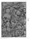 Fig. 09 - POLYSACCHARIDE ESTER MICROSPHERES AND METHODS AND ARTICLES RELATING THERETO