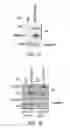 Fig. 02 - METHODS AND MATERIALS FOR MODULATING DEUBIQUITINASES AND UBIQUITINATED POLYPEPTIDES