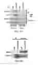 Fig. 03 - METHODS AND MATERIALS FOR MODULATING DEUBIQUITINASES AND UBIQUITINATED POLYPEPTIDES