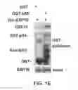 Fig. 04 - METHODS AND MATERIALS FOR MODULATING DEUBIQUITINASES AND UBIQUITINATED POLYPEPTIDES