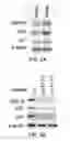 Fig. 06 - METHODS AND MATERIALS FOR MODULATING DEUBIQUITINASES AND UBIQUITINATED POLYPEPTIDES
