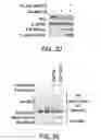 Fig. 08 - METHODS AND MATERIALS FOR MODULATING DEUBIQUITINASES AND UBIQUITINATED POLYPEPTIDES