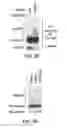 Fig. 09 - METHODS AND MATERIALS FOR MODULATING DEUBIQUITINASES AND UBIQUITINATED POLYPEPTIDES