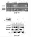 Fig. 10 - METHODS AND MATERIALS FOR MODULATING DEUBIQUITINASES AND UBIQUITINATED POLYPEPTIDES