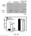 Fig. 15 - METHODS AND MATERIALS FOR MODULATING DEUBIQUITINASES AND UBIQUITINATED POLYPEPTIDES
